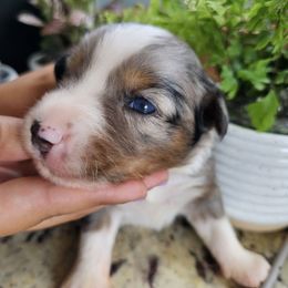 Tangerine - Blue merle male Miniature Australian Shepherd puppy in Lithia, Florida from Waterford Doodle Farm