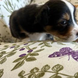 (Mister) Saturday Night Special - Black tri-color male Australian Shepherd puppy in Alamogordo, New Mexico from Two Nichols Aussies