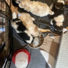 Australian Cattle Dog and Poodle Puppies from Hernwood Heelers & Poodles