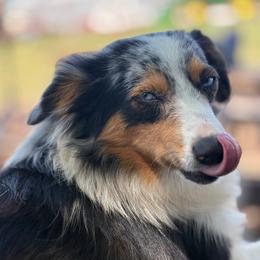 Landry - Miniature Australian Shepherd