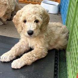 Lilac - Golden female Double Doodle puppy in El Cajon, California from Calibear Doodles