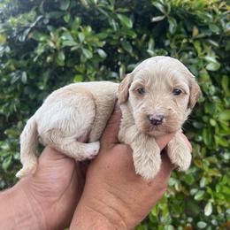 Bunny - Red  female Goldendoodle puppy in Calera, Alabama from Red Mountain Minis