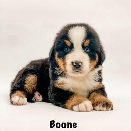 Boone - Black rust and white male Bernese Mountain Dog puppy in Hudson, Indiana from TurkeyCreek-K9