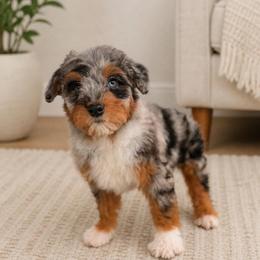 Chanel - Blue merle female Aussiedoodle puppy in North Royalton, Ohio from Johnson's Doodles