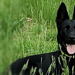 German Shepherds from Peggy's German Shepherds