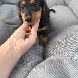 Dracula - Black and tan male Dachshund puppy in Tampa, Florida from EntityDachs