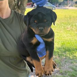 Light Pink Collar - Black and mahogany female Rottweiler puppy in Batesburg, South Carolina from Vom Haus Bulnes