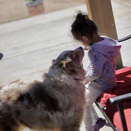 Australian Shepherd Puppies from Oro’z Farm Aussies