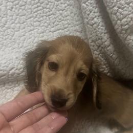 Boy 2 DO NOT FILL OUT APP UNLESS SERIOUS - Cream male Dachshund puppy in Wisconsin from Sabe and Shabe’s Doxies