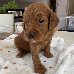 Nova - Red  female Goldendoodle puppy in Gilbert, Arizona from DogHouse Doodles