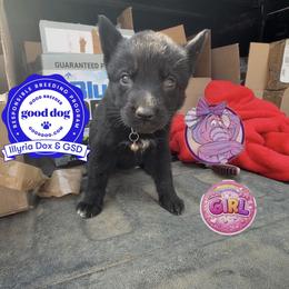Heffalump - Black female German Shepherd puppy in Livingston, Kentucky from Illyria Dox & GSD