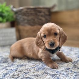 AKC Meet Roman :) - Red male Dachshund puppy in Centerville, Iowa from Barnyard Dachshunds, Dals & Doodles