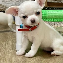 Chihuahua Puppies from Bravo Chihuahuas