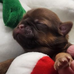 Shih Tzu Puppies from My Little Shih Tzu Dreams