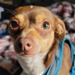 Chulo - Chihuahua
