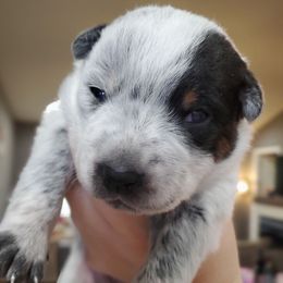 Sesame - Blue male Australian Cattle Dog puppy in Monterey, Tennessee from Quarter Acre Farms