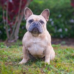 London - French Bulldog