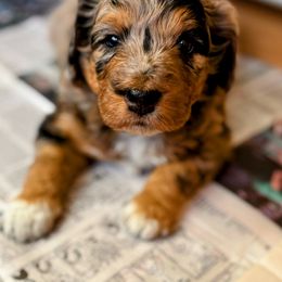 Blue Merle, Speckled Markings, Red highlights - Blue merle female Aussiedoodle puppy in Parma, Idaho from Arena Valley Acres
