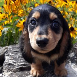 Dachshund Puppies from Aster Creek Kennel
