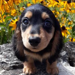 Dachshund Puppies from Aster Creek Kennel