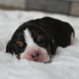Lustre - Black tan and white female Beagle puppy in Morrill, Kansas from Kelle Beagles