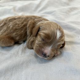 Eleanor - Red female Cavapoo puppy in Midland, North Carolina from Rocky River Cavapoos