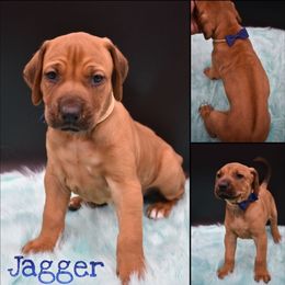 Cane Corso and Rhodesian Ridgeback Puppies from Diamondcrest Farms Inc