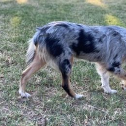Miniature American Shepherds from Idyllwynd Miniature American Shepherds