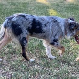 Miniature American Shepherds from Idyllwynd Miniature American Shepherds