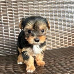 Twixy - Black and gold female Yorkshire Terrier puppy in Florence, Alabama from Yorkies of Forest Creek
