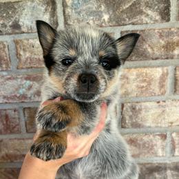 Girl 1 - Blue female Australian Cattle Dog puppy in Irvington, Kentucky from Dry Valley’s Australian Cattle Dogs