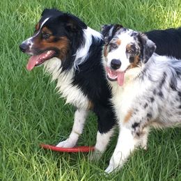 Australian Shepherds from Flying Aussie Ranch