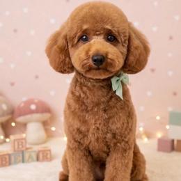 Charlie - Goldendoodle