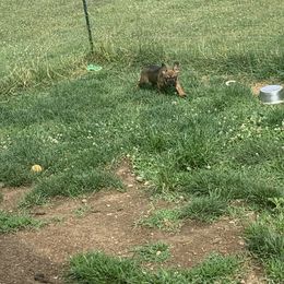 French Bulldog Puppies from The Chipper Frenchie
