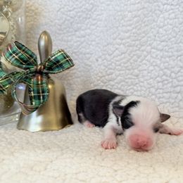 Comet - Blue merle male Toy Australian Shepherd puppy in Aurora, Missouri from Sweet Peach Puppies