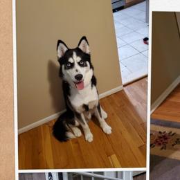 Link - Siberian Husky