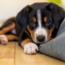 Entlebucher Mountain Dog puppies from Mont Blanc