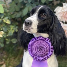 Dachshunds and English Springer Spaniels from Dalin English Springer Spaniels and Dachshunds