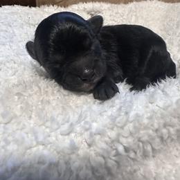 Missy - Black and white female Shihpoo puppy in Graham, North Carolina from Geise Meadow Doodles