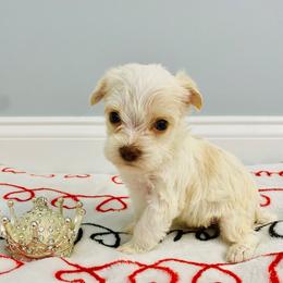 Knuckles - Tan and white male Yorkshire Terrier puppy in Chattanooga, Tennessee from Fuzzy Yorkie Babies