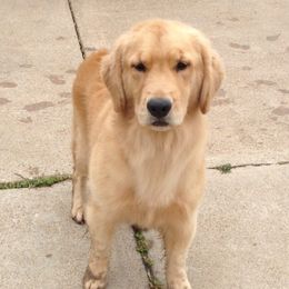 Golden Retrievers from Sivado's Goldens