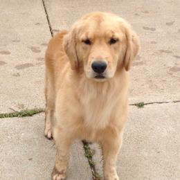 Golden Retrievers from Sivado's Goldens