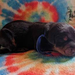 Blue Collar Male - Black and rust male Doberman Pinscher puppy in Spencer, Indiana from Jackson's Dobermans