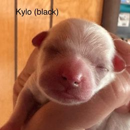 Kylo - White male Bolognese puppy in Fall River Mills, California from Kenalee Farm