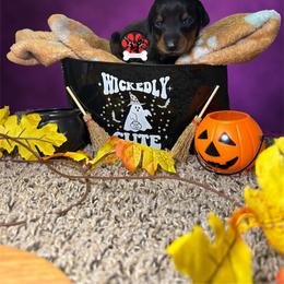 Brown Collar - Black and rust female Doberman Pinscher puppy in Canton, Ohio from Aaliyah’s Dobies