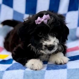 Purple collar toy - Black tri-color female Aussiedoodle puppy in 32046, Florida from River Hill Ranch
