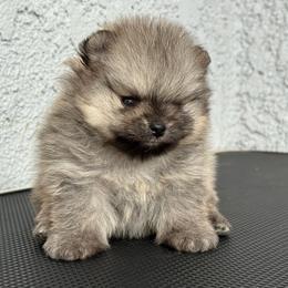 Lulu - Orange sable female Pomeranian puppy in Santa Ana,Ontario, California from Uniquepombabies