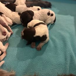 Wirehaired Pointing Griffon Puppies from Ashli Hall