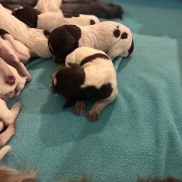 Wirehaired Pointing Griffon Puppies from Ashli Hall