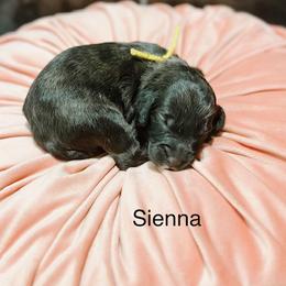 Sienna - Chocolate female Goldendoodle puppy in Pasco, Washington from Camp Doodle Woods